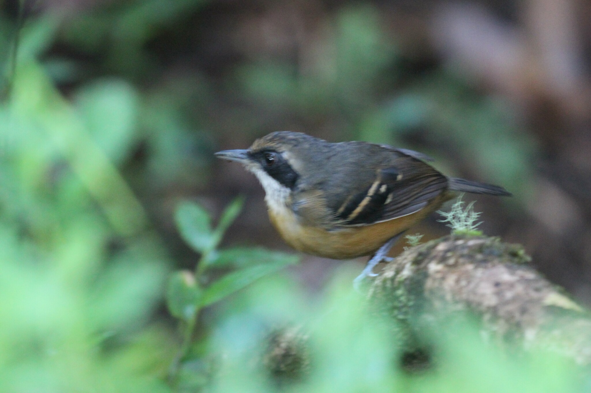 Black-faced Antbird (Myrmoborus myotherinus), photo 9