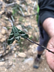Proserpinus clarkiae