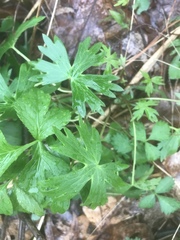 Delphinium exaltatum
