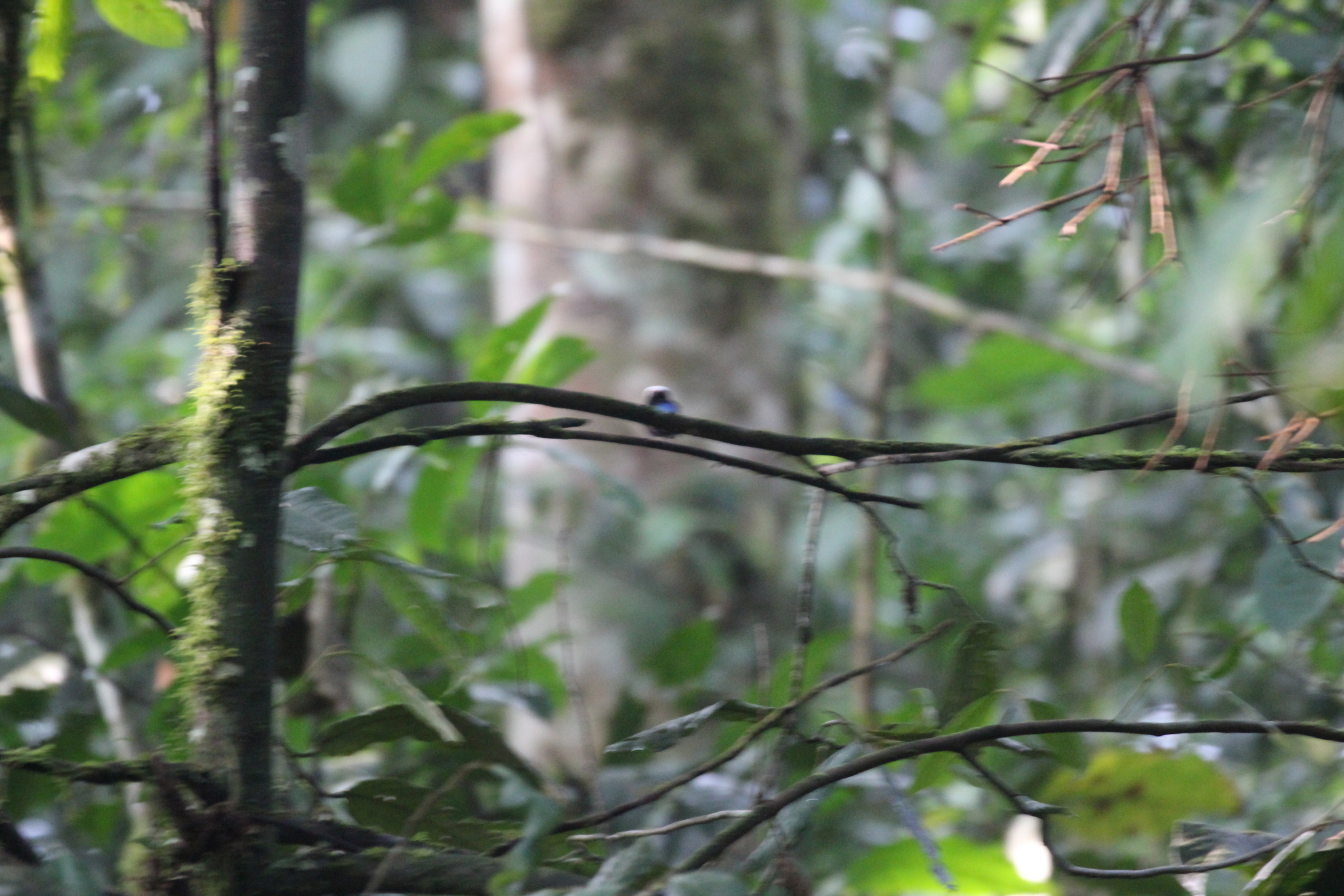 Blue-rumped Manakin (Lepidothrix isidorei), photo 2