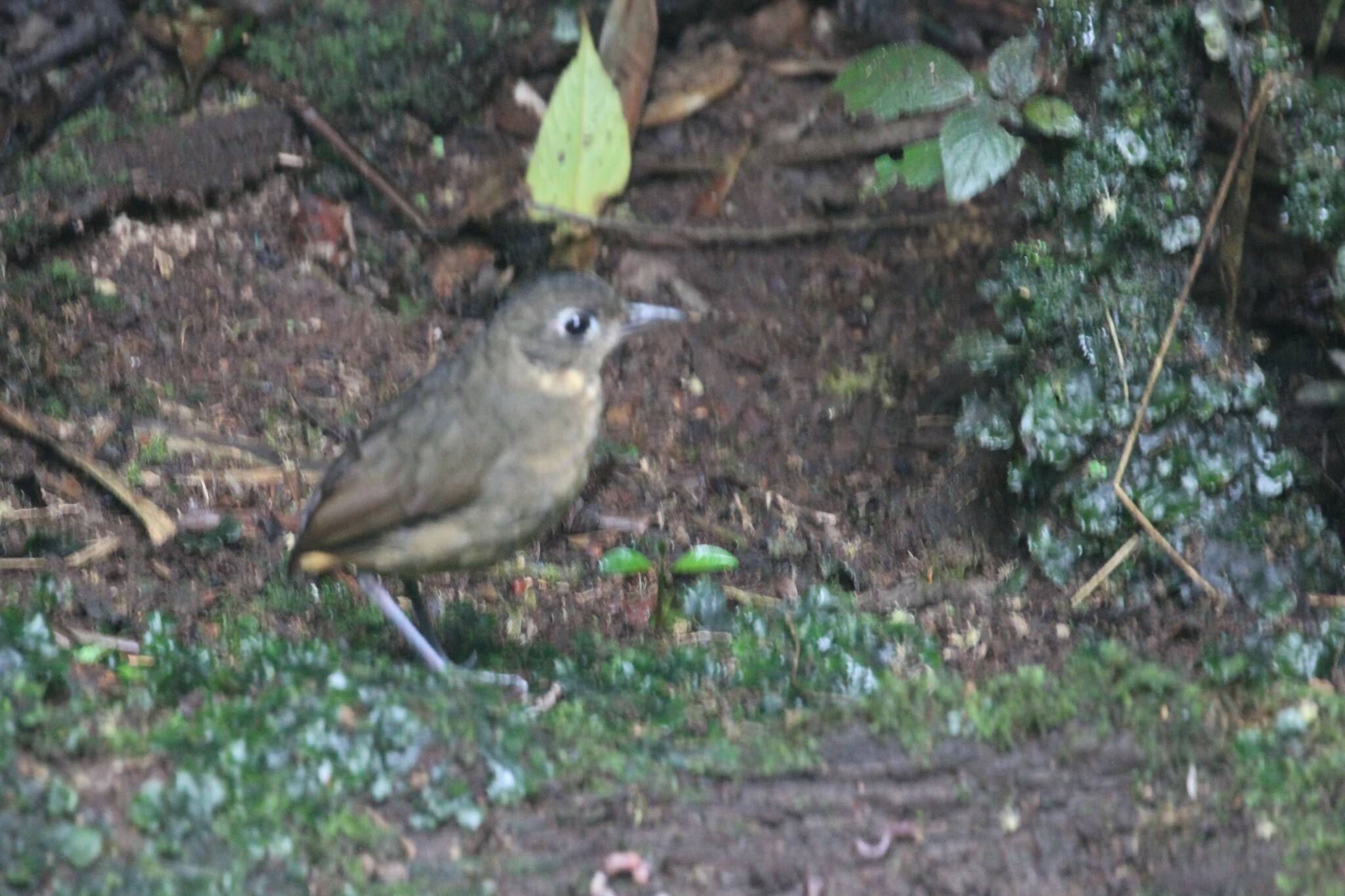 Plain-backed Antpitta (Grallaria haplonota), photo 1