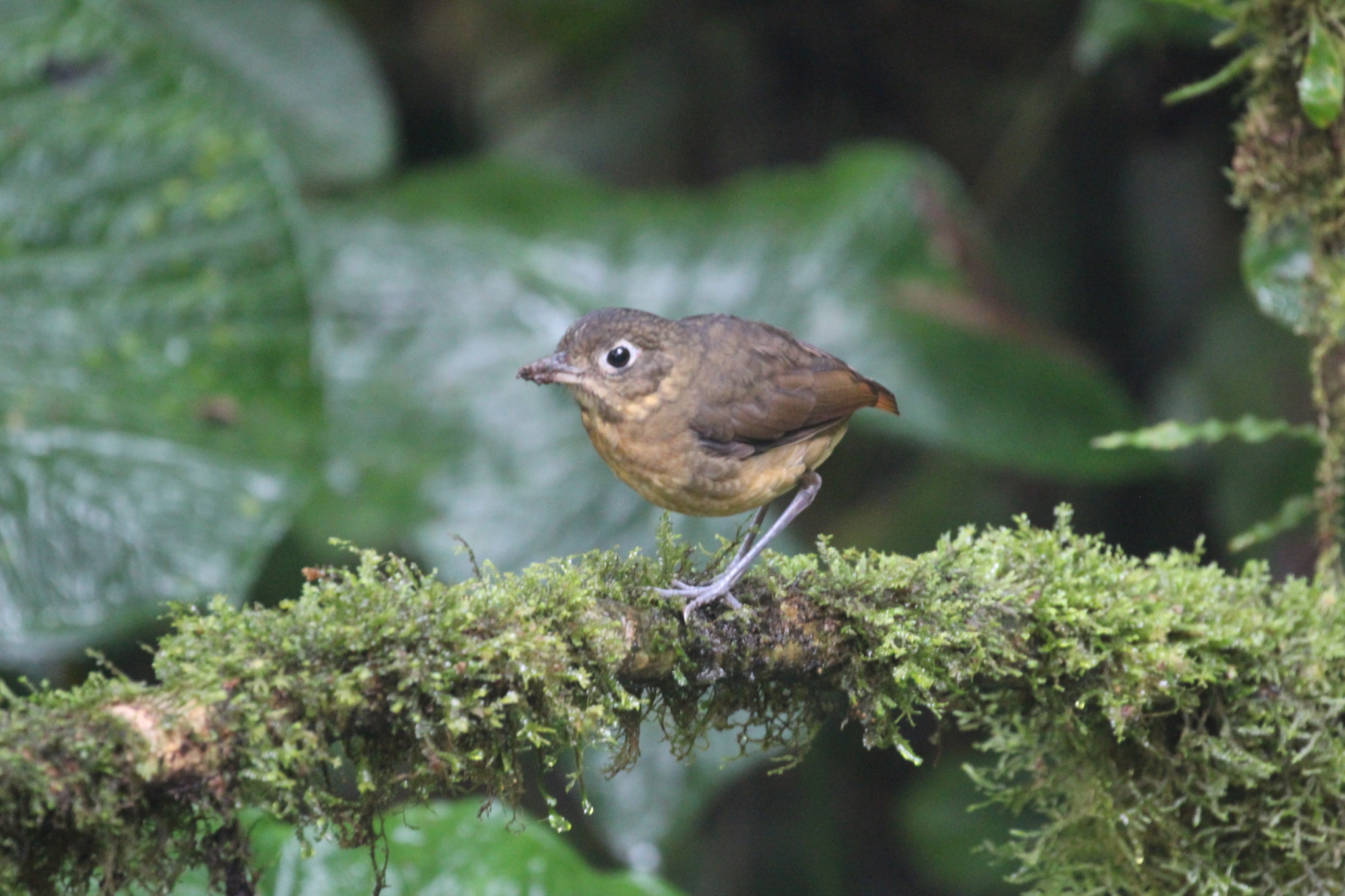 Plain-backed Antpitta (Grallaria haplonota), photo 5