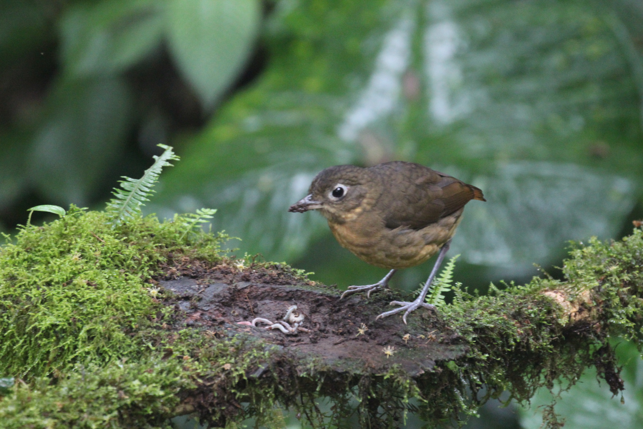 Plain-backed Antpitta (Grallaria haplonota), photo 6