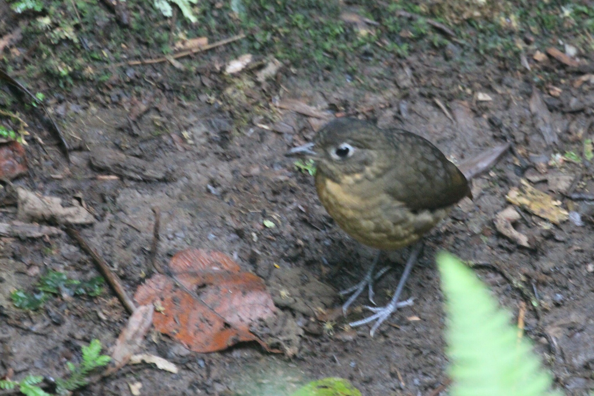 Plain-backed Antpitta (Grallaria haplonota), photo 4