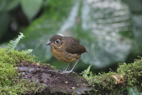 Plain-backed Antpitta (Grallaria haplonota), photo 7