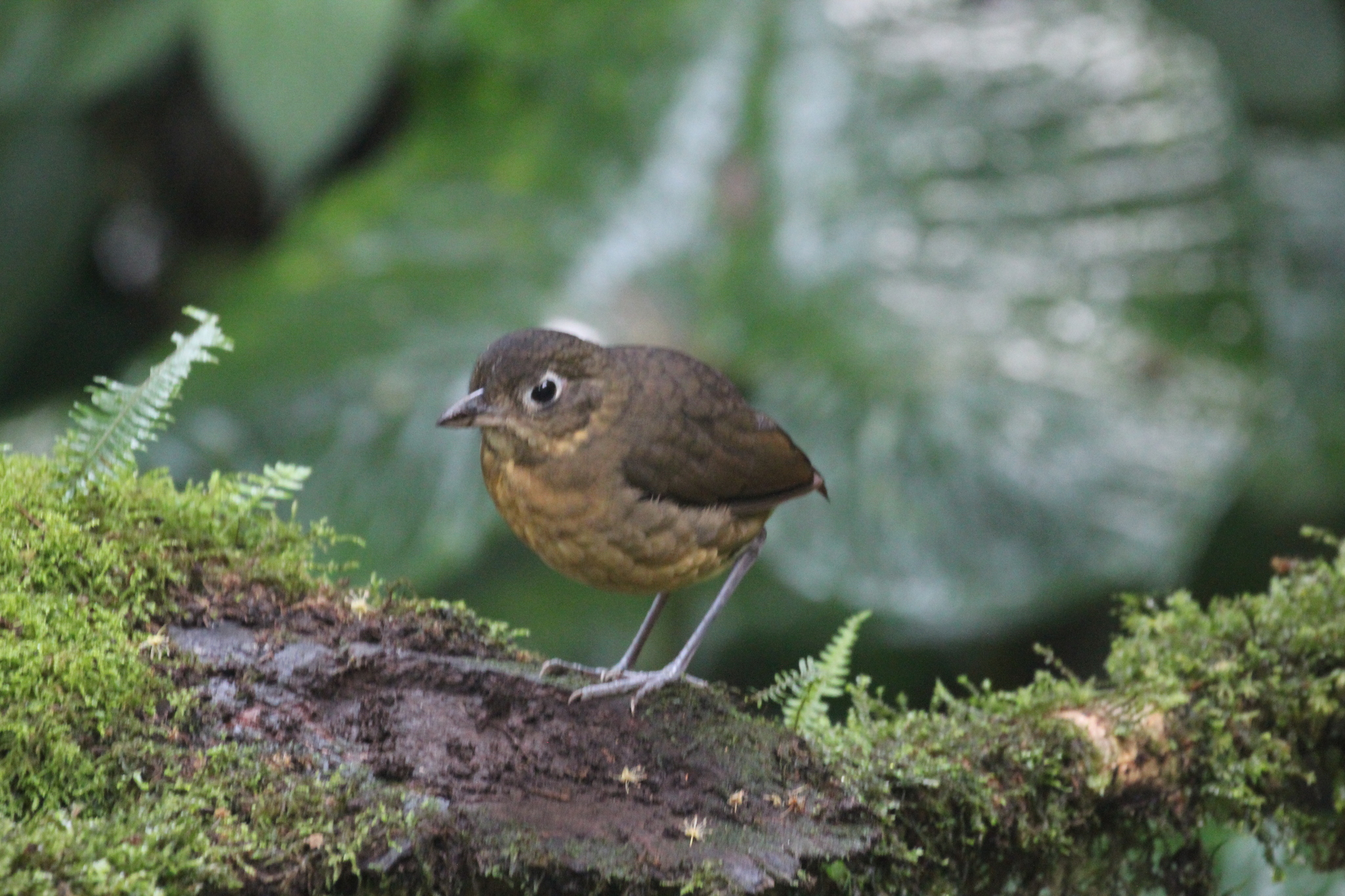 Plain-backed Antpitta (Grallaria haplonota), photo 3