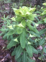 Euphorbia purpurea