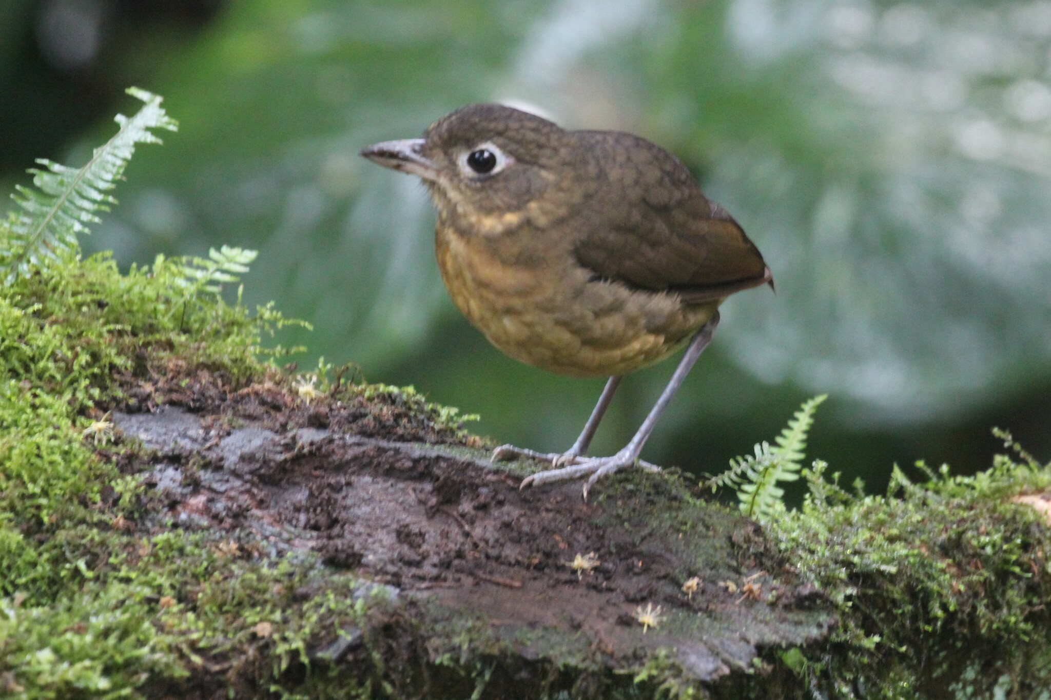 Plain-backed Antpitta (Grallaria haplonota), photo 2