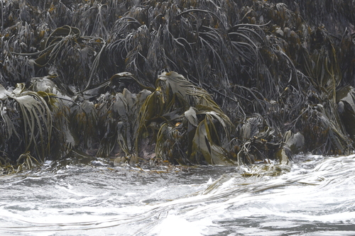 Southern bull kelp (Durvillaea incurvata) recorded in the Infiernillo intertidal zone, Pichilemu