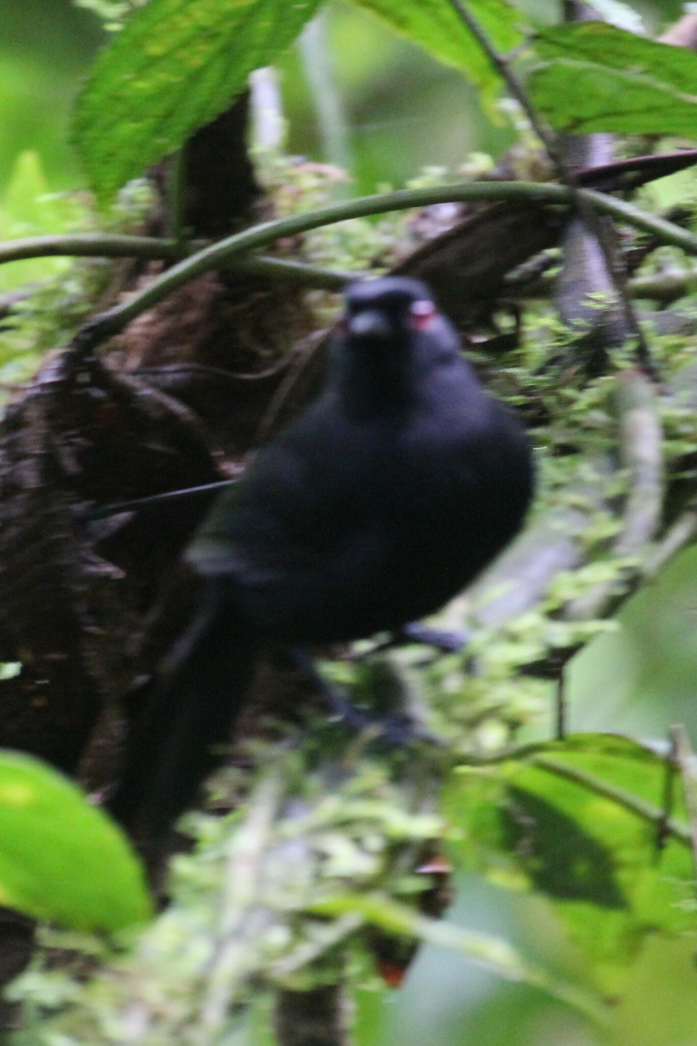 East Amazonian Fire-eye (Pyriglena leuconota), photo 6