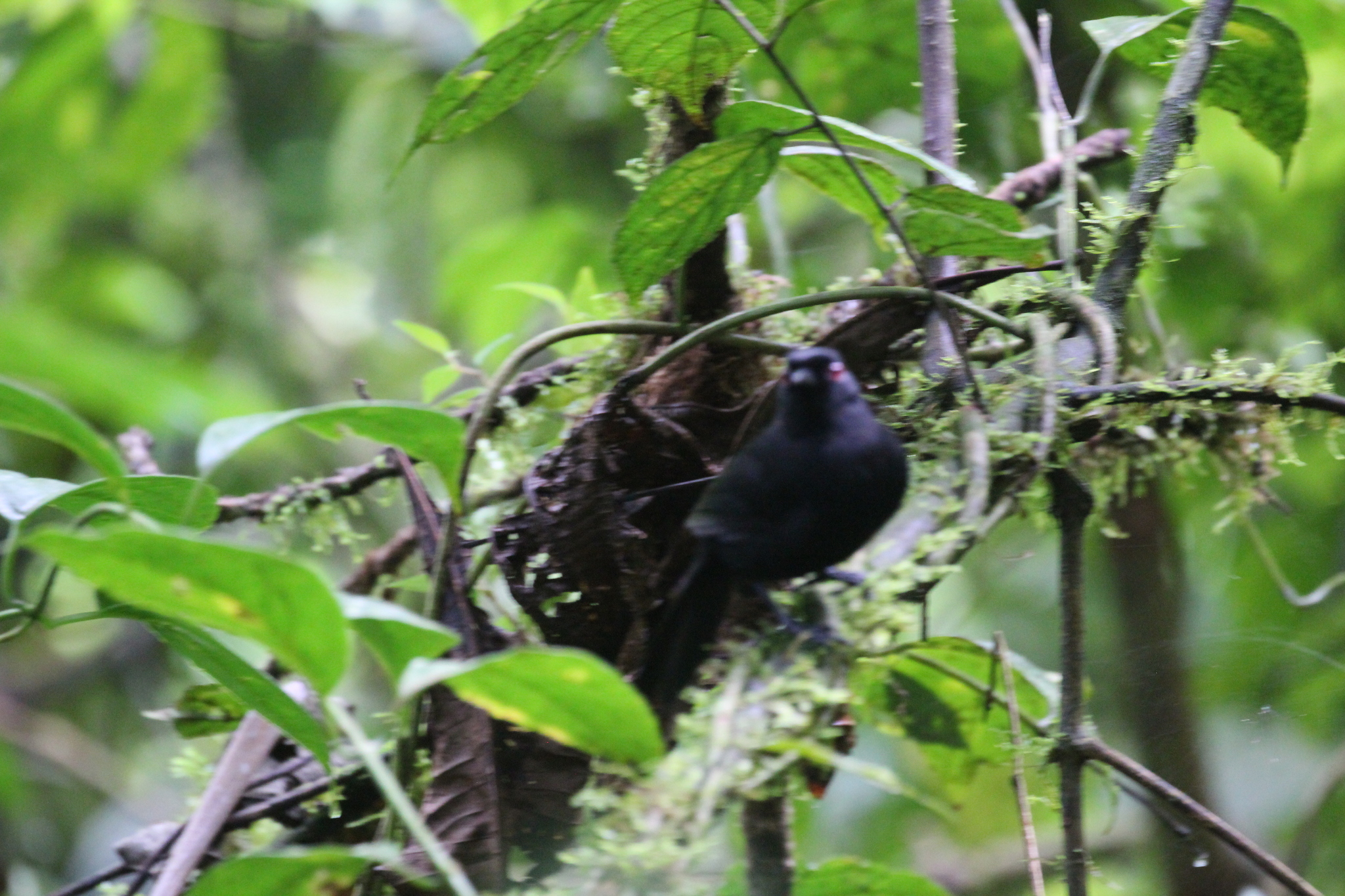 East Amazonian Fire-eye (Pyriglena leuconota), photo 8