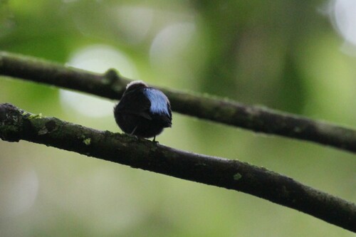 Blue-rumped Manakin (Lepidothrix isidorei)