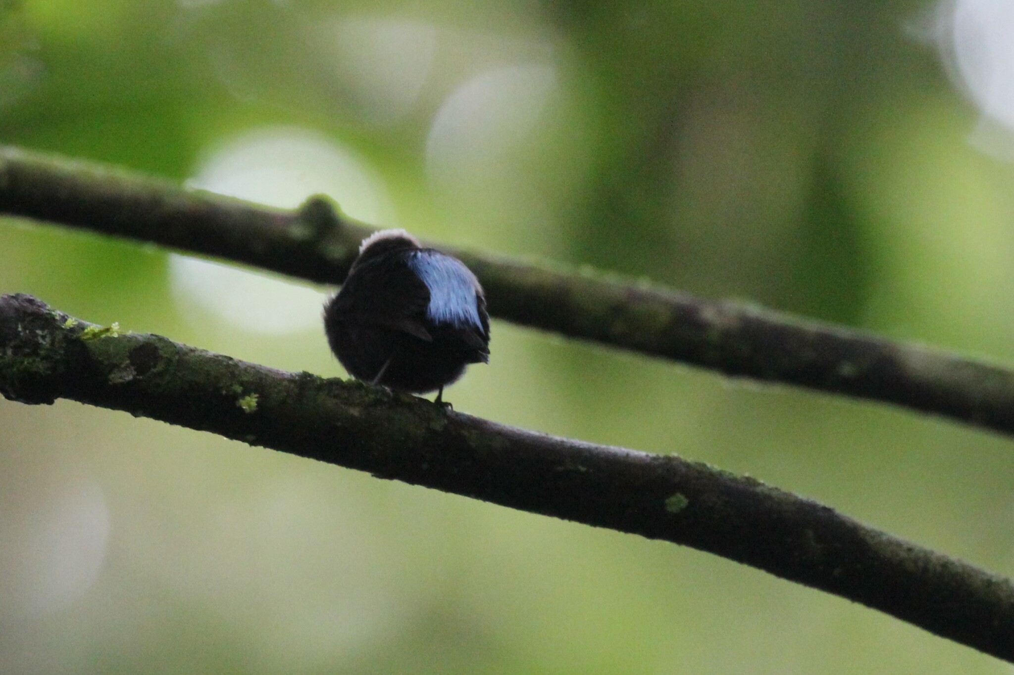 Blue-rumped Manakin (Lepidothrix isidorei), photo 1
