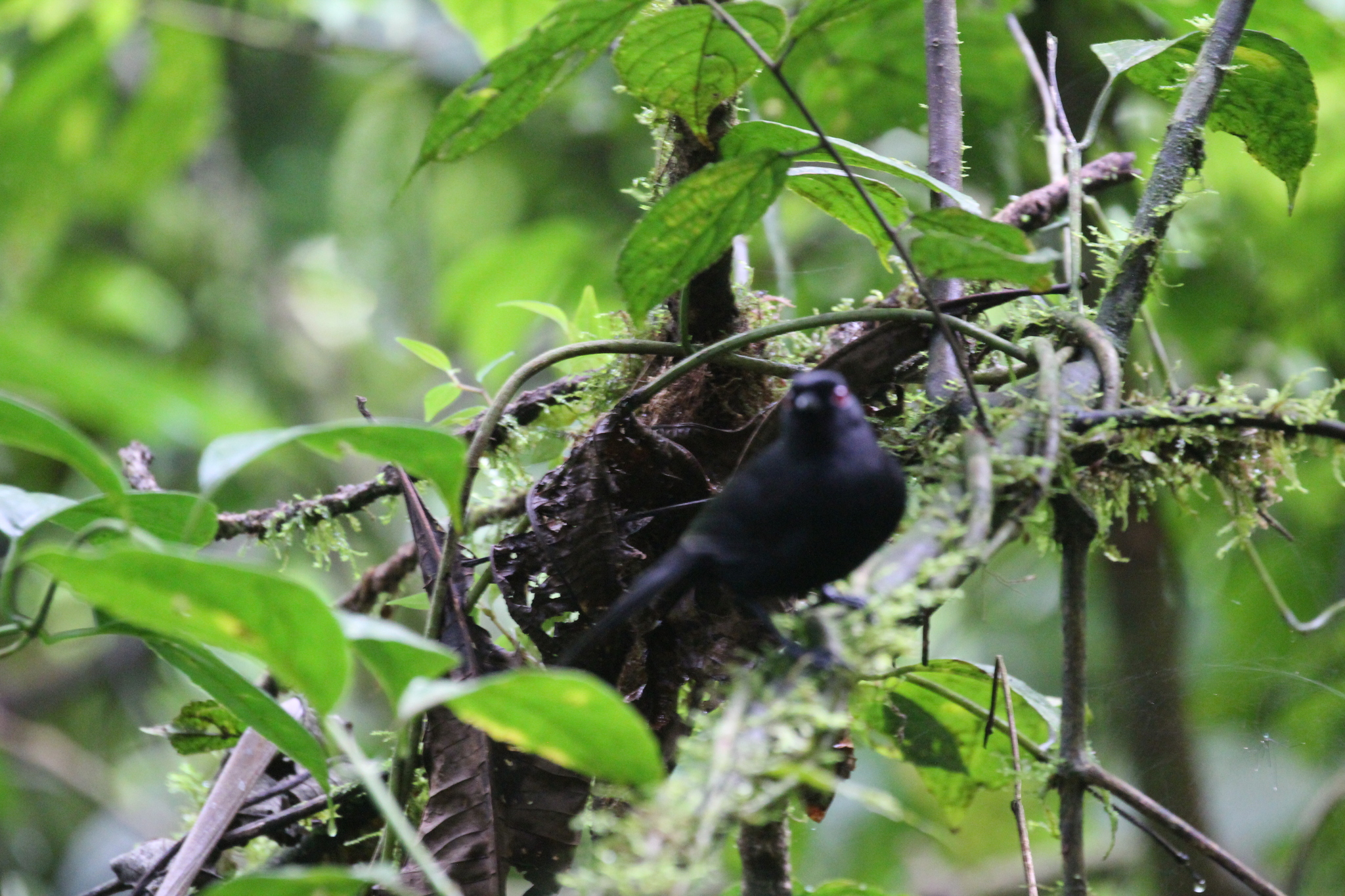 East Amazonian Fire-eye (Pyriglena leuconota), photo 7