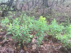 Euphorbia purpurea