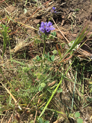 Gilia capitata chamissonis