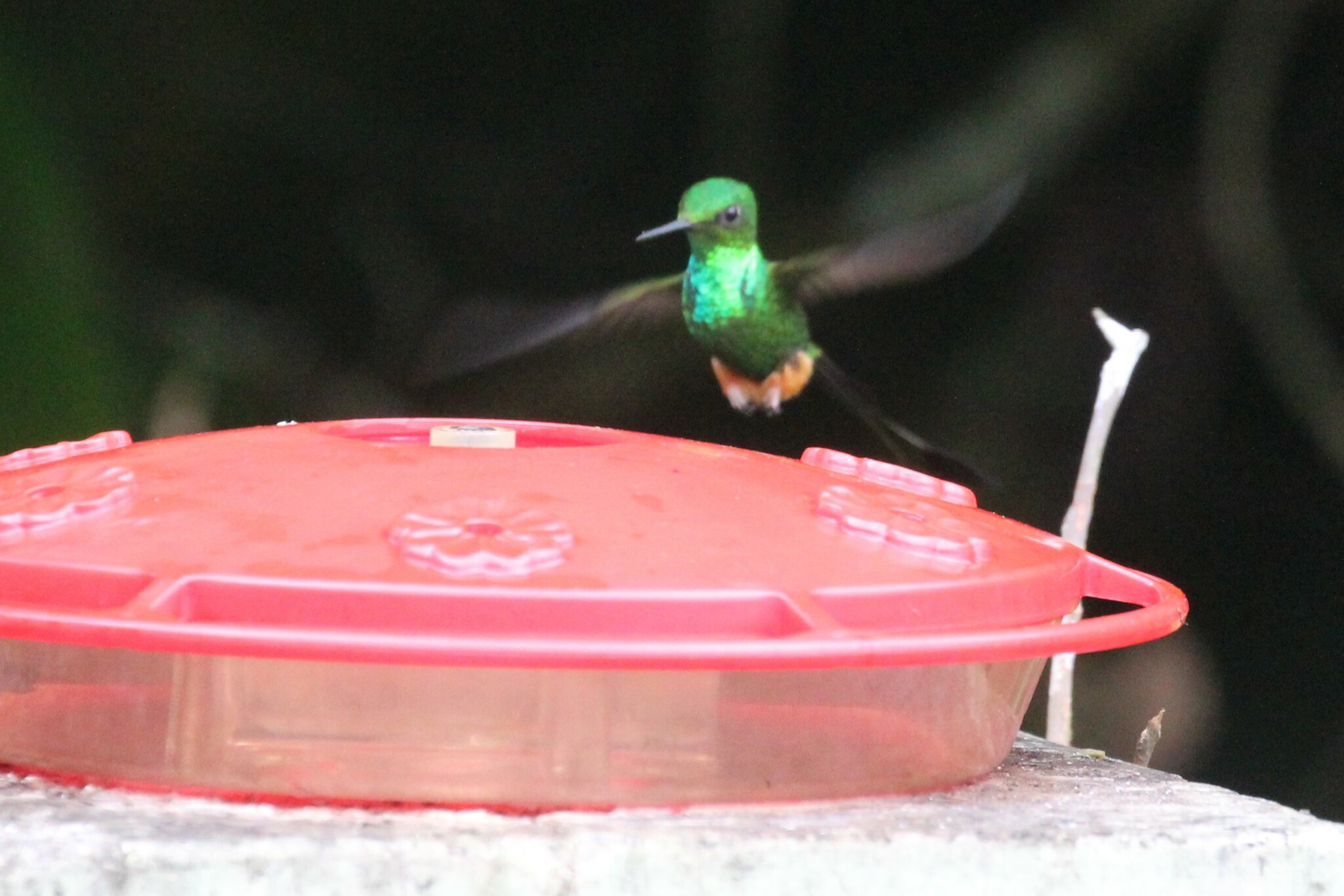 Peruvian Racket-tail (Ocreatus peruanus), photo 10