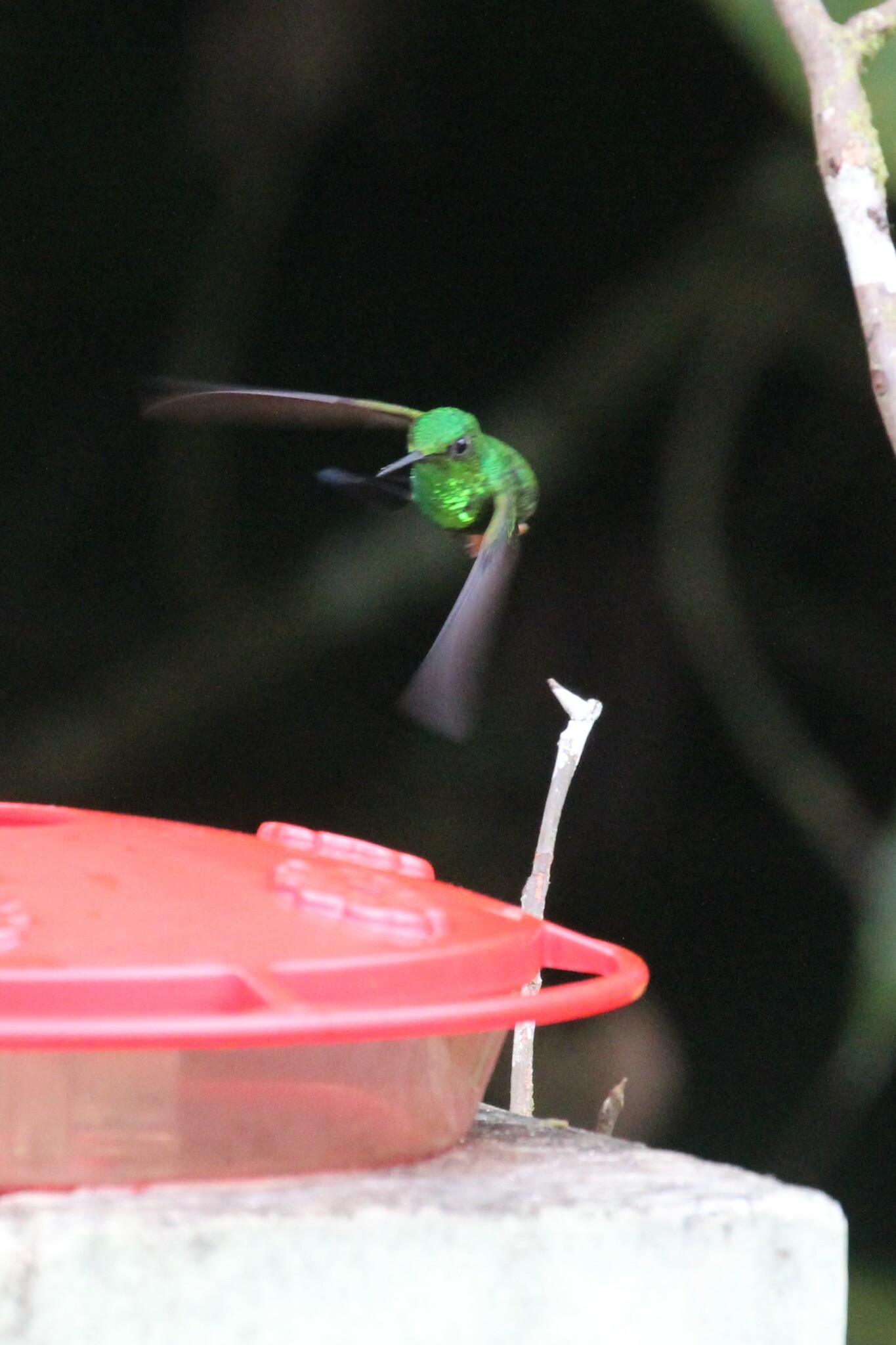Peruvian Racket-tail (Ocreatus peruanus), photo 9