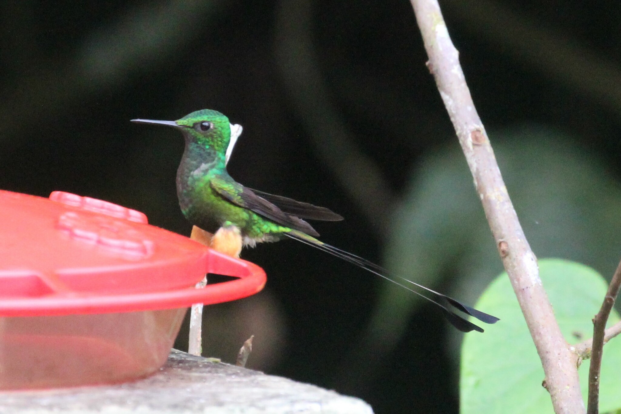 Peruvian Racket-tail (Ocreatus peruanus), photo 7