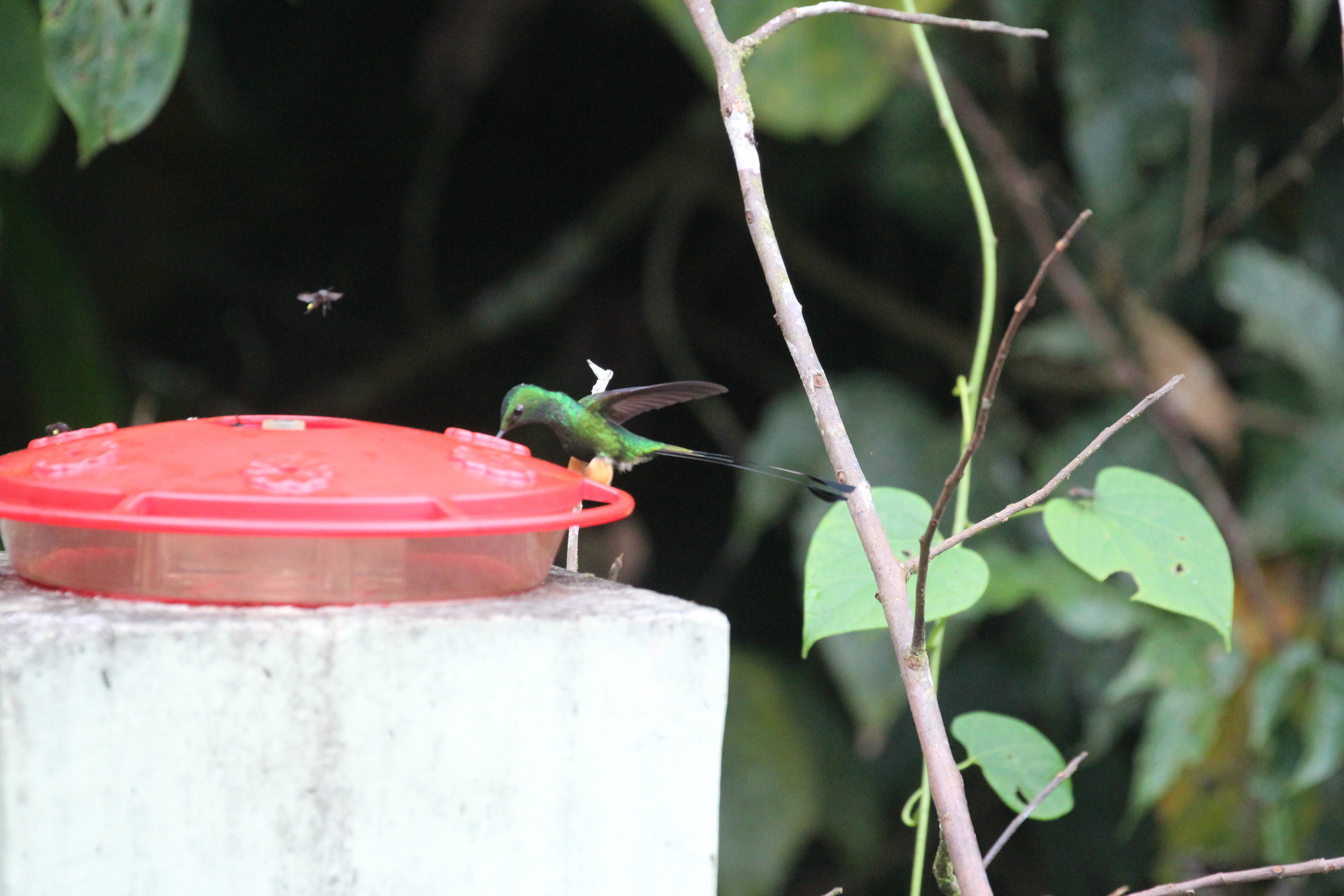 Peruvian Racket-tail (Ocreatus peruanus), photo 8