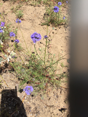 Gilia capitata chamissonis