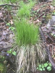 Carex bromoides montana