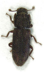 Namunaria