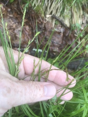 Carex bromoides montana