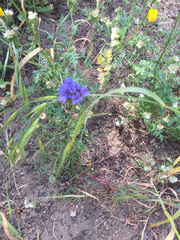 Gilia capitata chamissonis