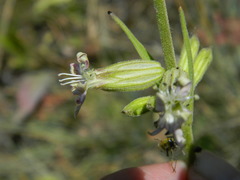 Silene scouleri