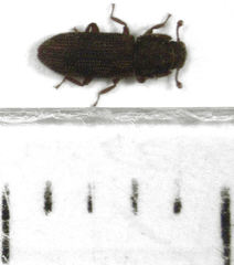 Namunaria