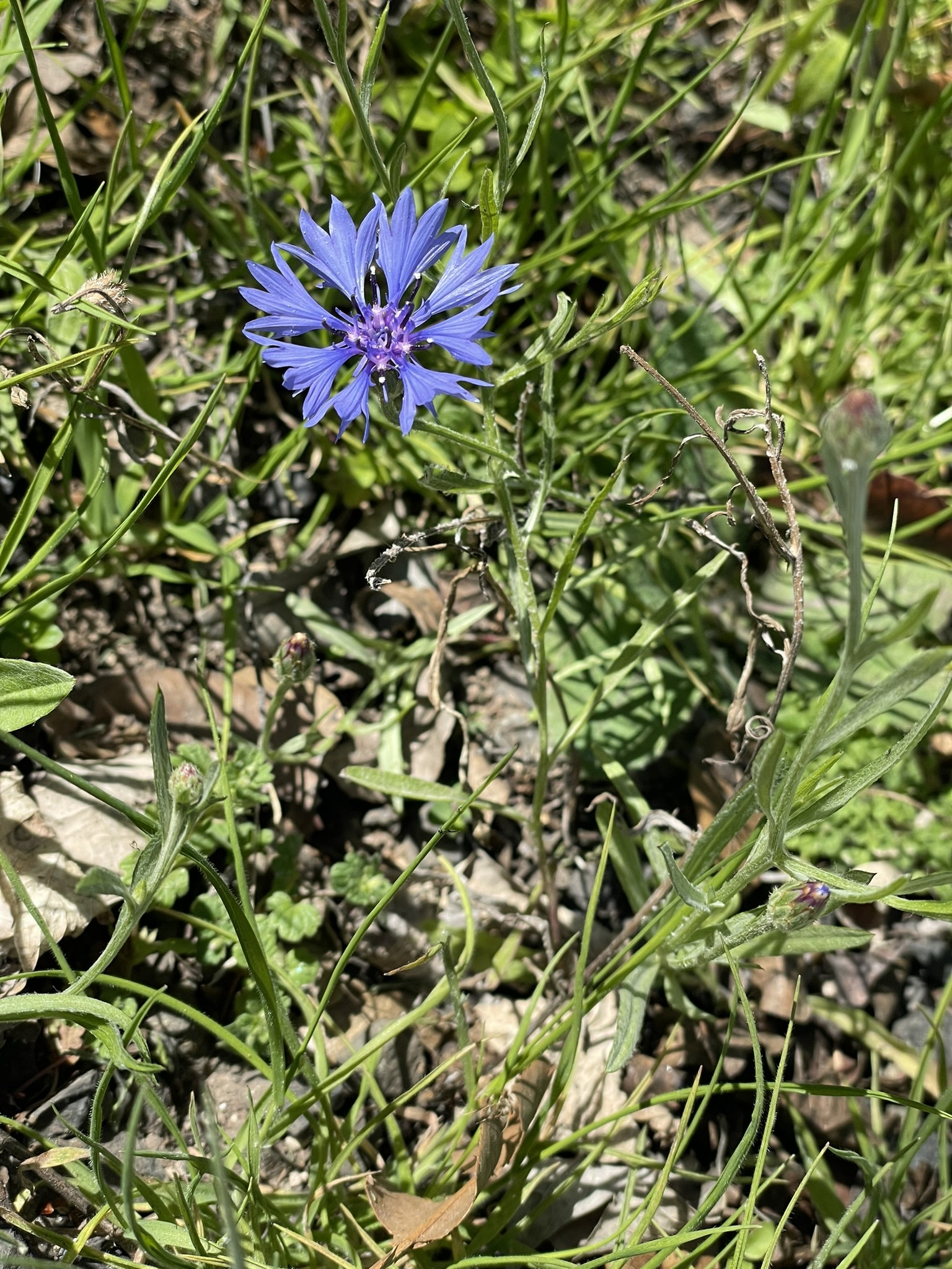 Imagem de Centaurea