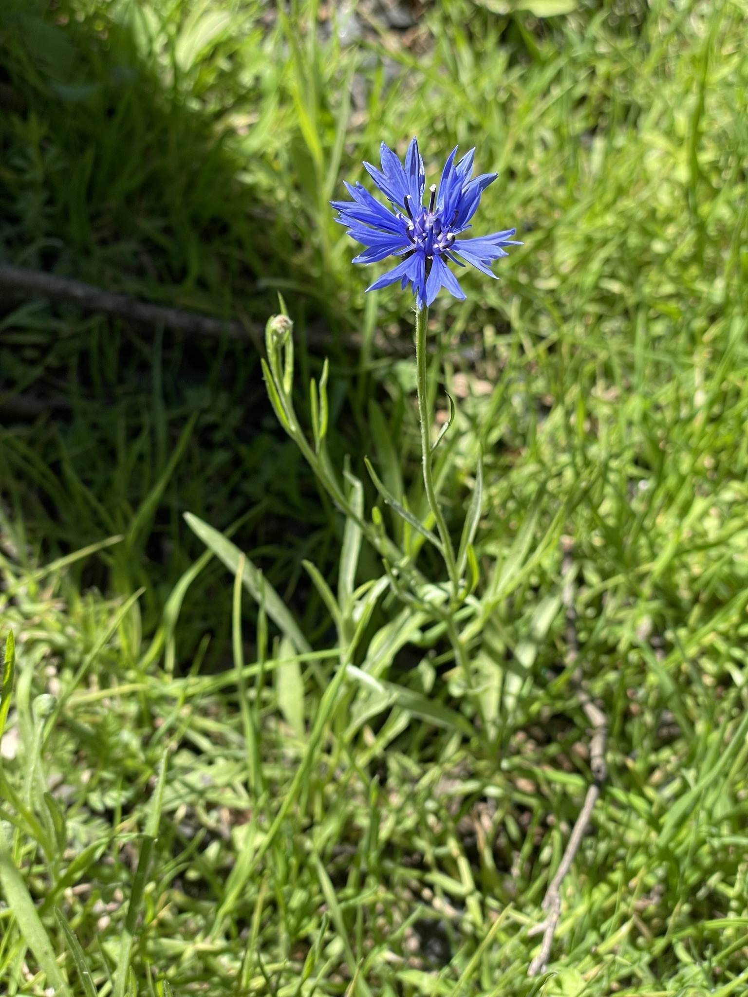 Imagem de Centaurea