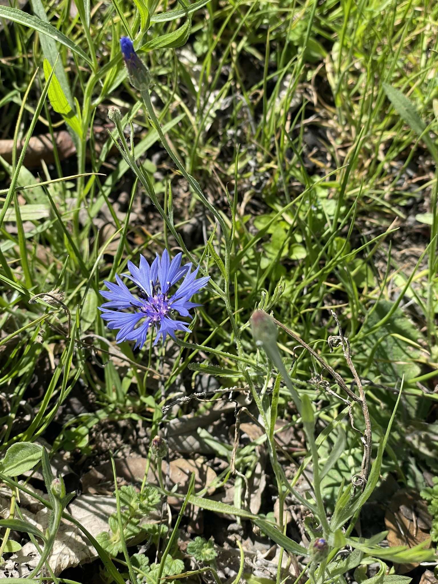 Imagem de Centaurea