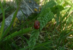 Gonioctena fornicata