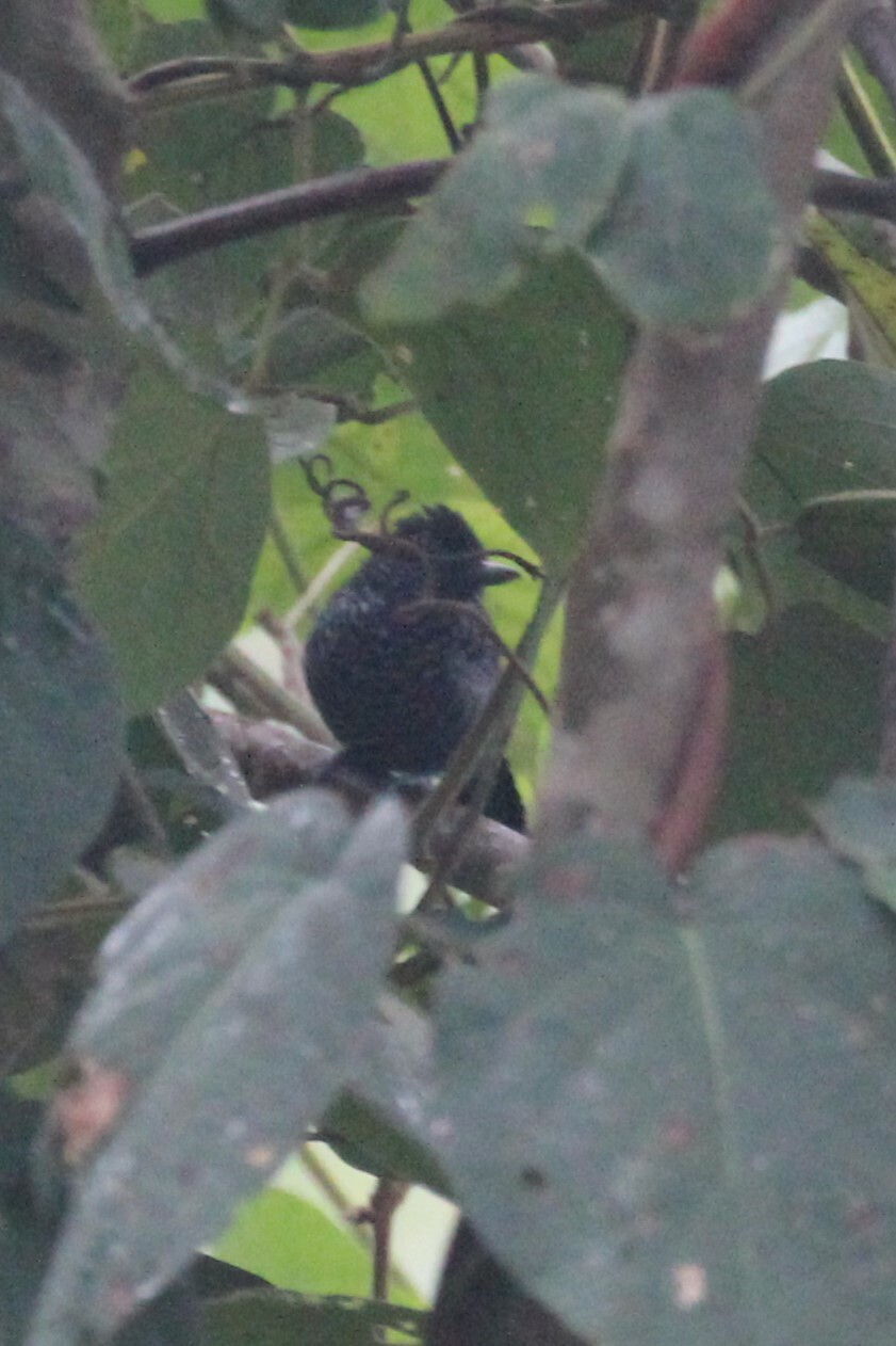 Lined Antshrike (Thamnophilus tenuepunctatus), photo 2