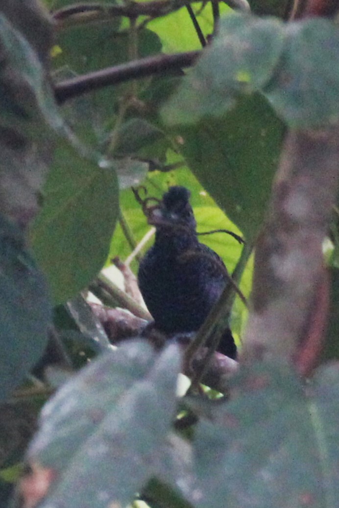 Lined Antshrike (Thamnophilus tenuepunctatus), photo 1