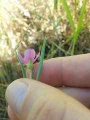 Clarkia purpurea