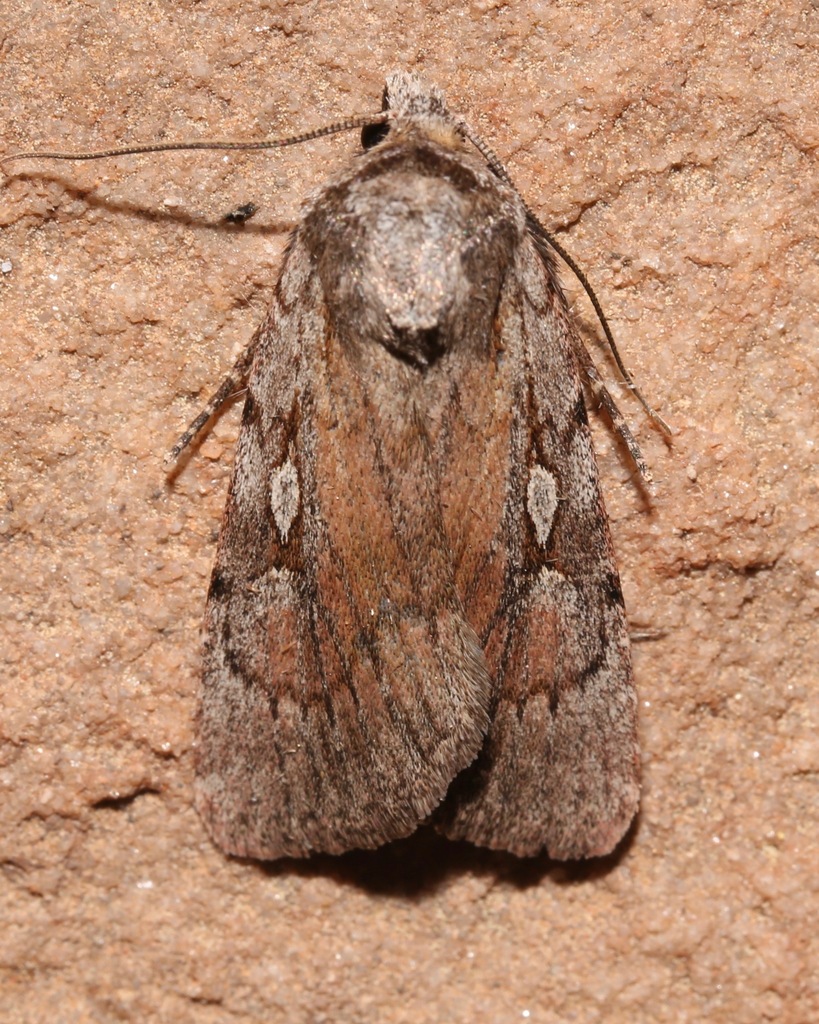 Setagrotis vocalis