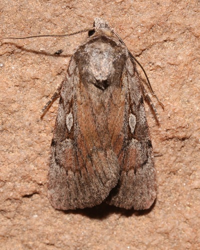 Setagrotis vocalis