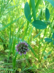Trifolium ciliolatum