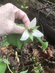 Trillium rugelii