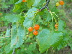 Ribes cereum colubrinum