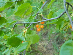 Ribes cereum colubrinum