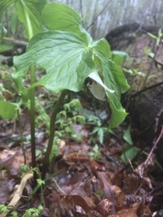 Trillium rugelii