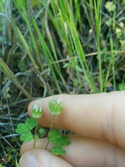 Trifolium microdon