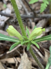Triosteum angustifolium