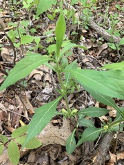 Triosteum angustifolium