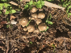 Fungi