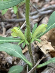 Triosteum angustifolium